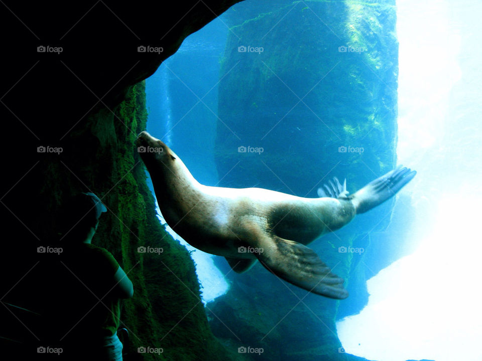 water animal sea zoo by hangry