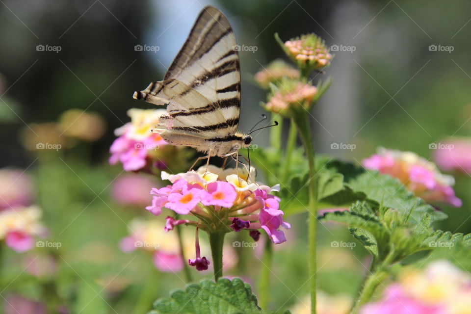 butterfly on colorful flowers