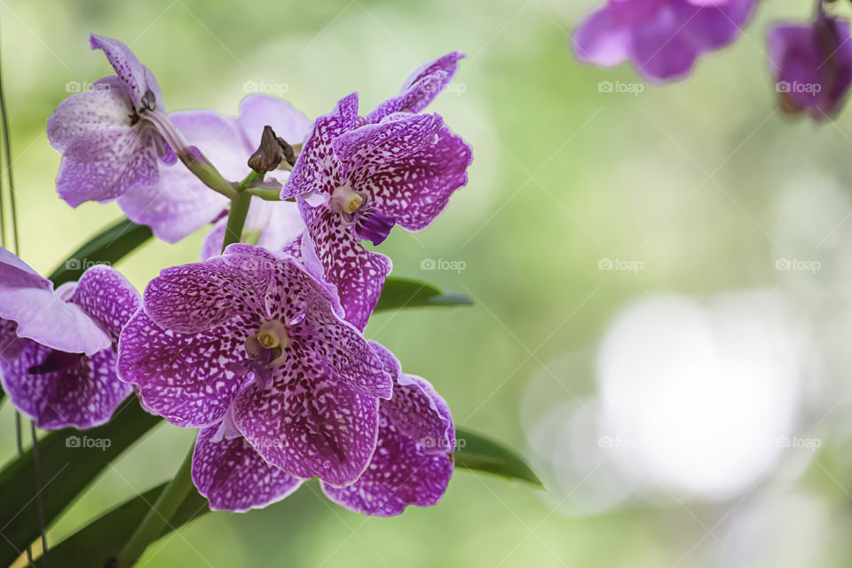 Beautiful pink flowers in the garden.