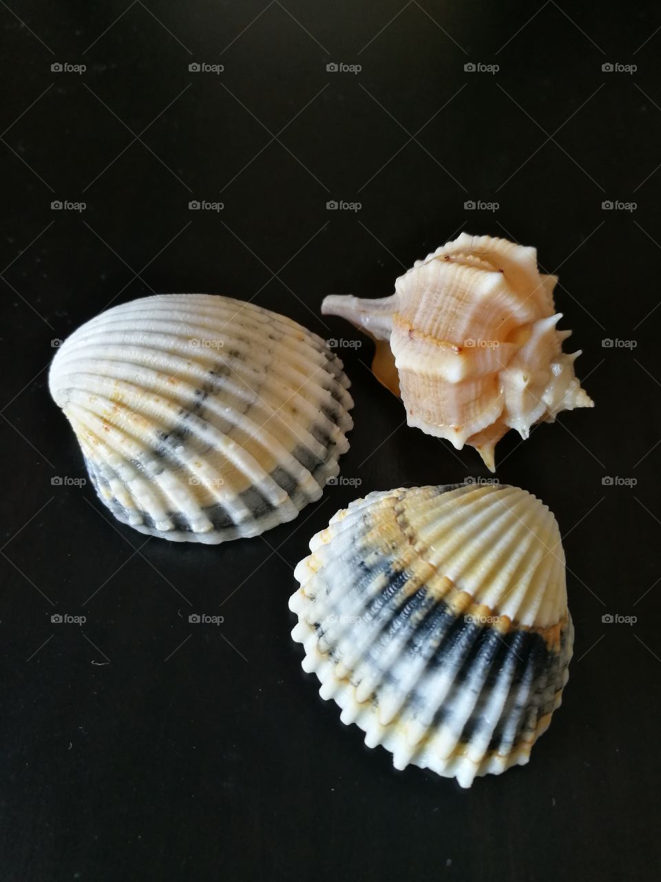 seashell