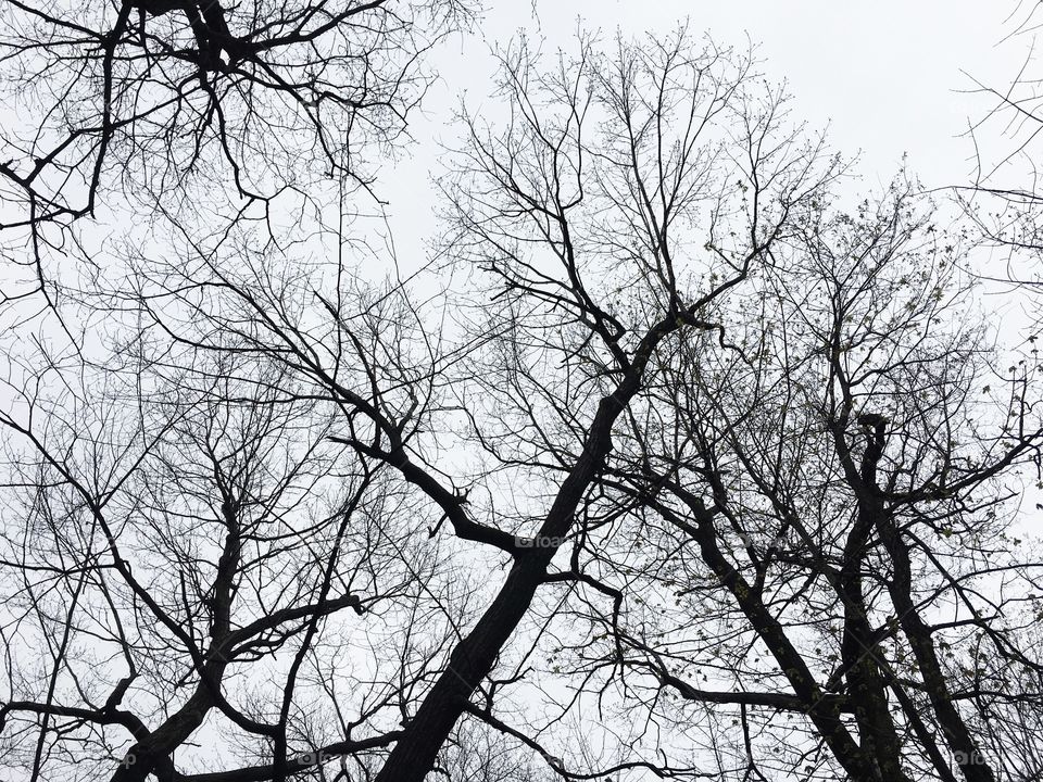 Branches in the sky 