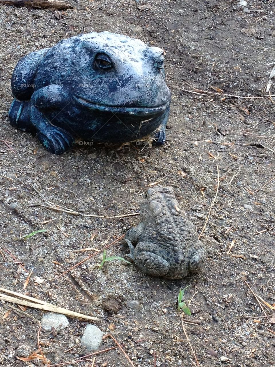 Toad Alive and Toad Statue