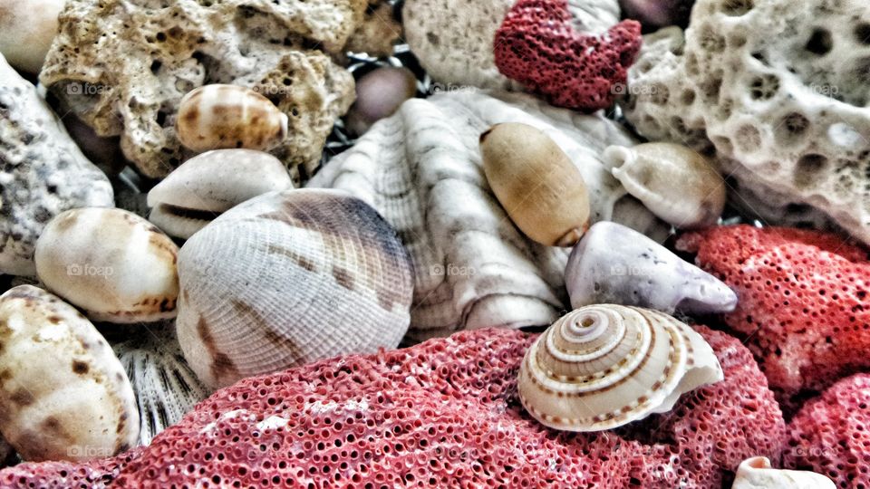 Variety of seashells