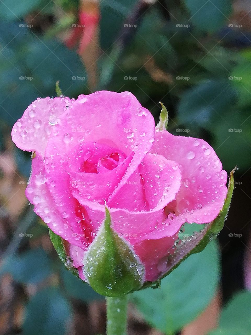 Flower # pink rose # freshness 