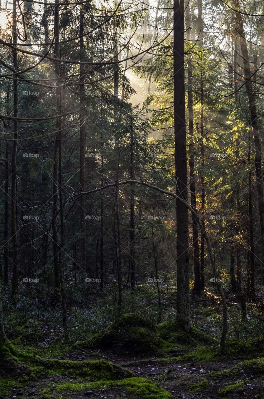 Ray of light in the forest.