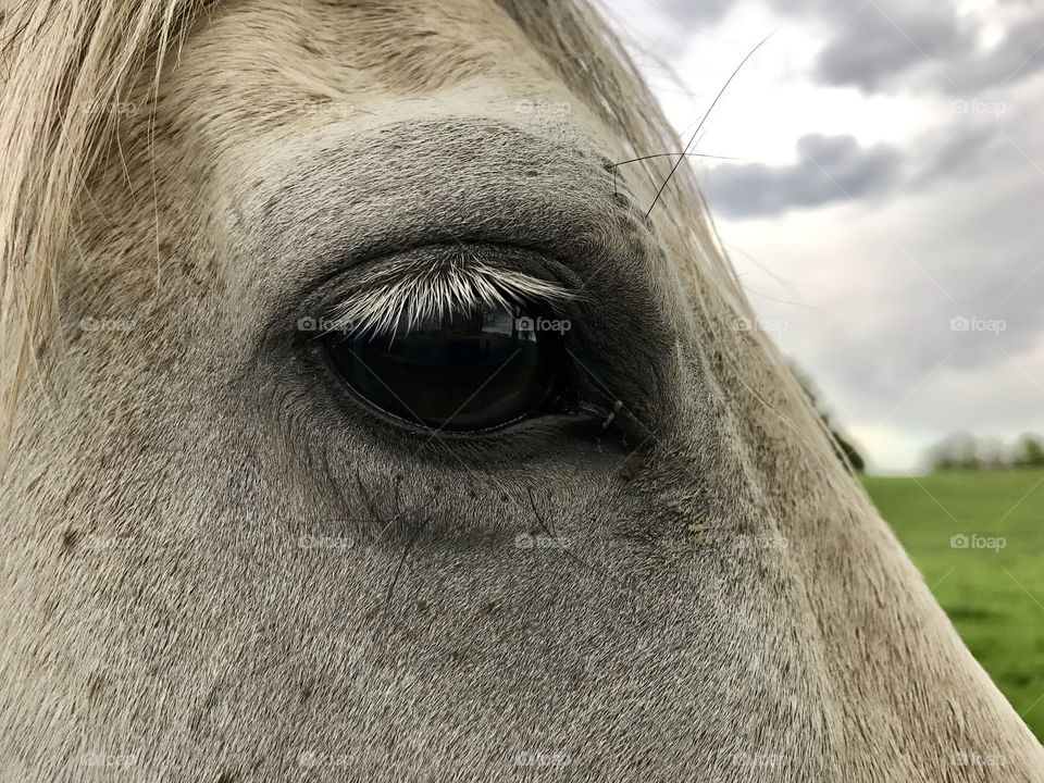 Horse closeup 
