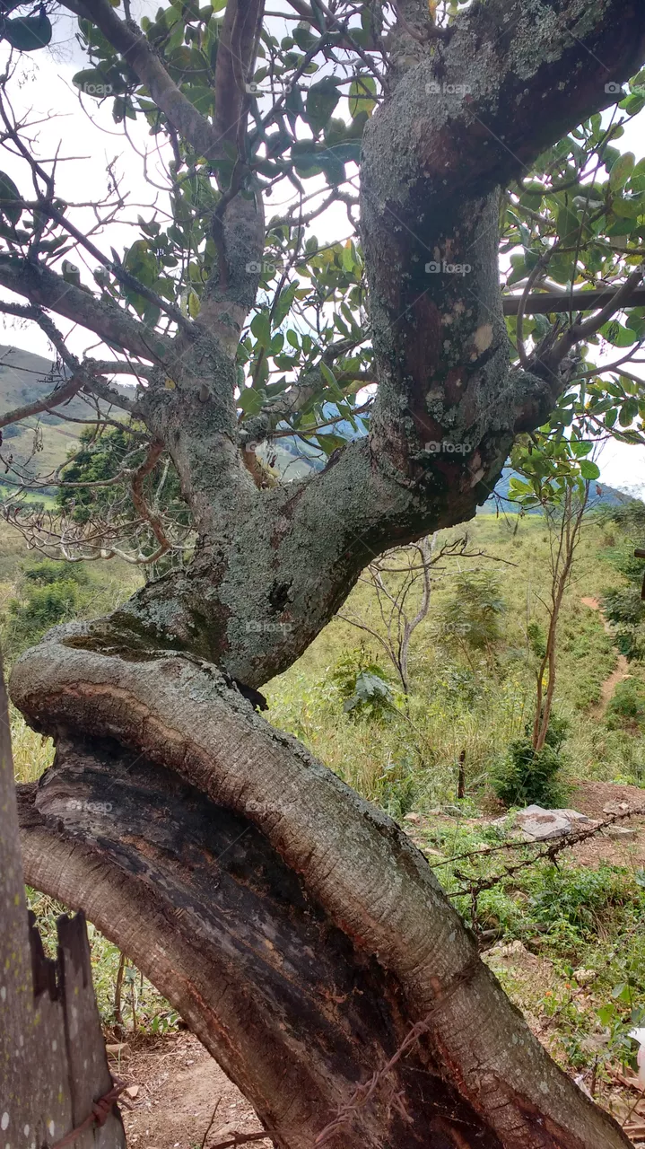 lindo