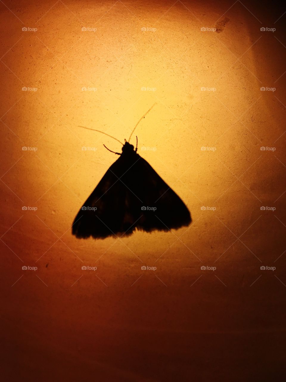 Insect, Butterfly, Fly, Invertebrate, Backlit