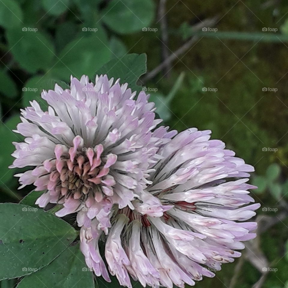 meadow flowers in autumn  - pink clover