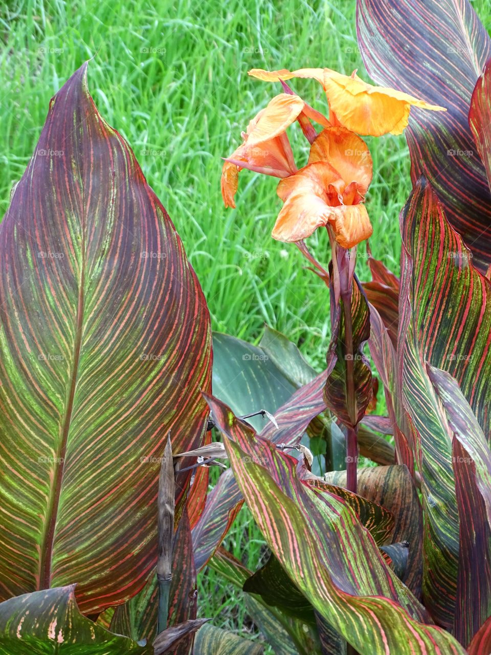 The beauty of the nature