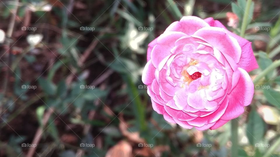 if you love the nature, rose is one of the best thing happened to it.