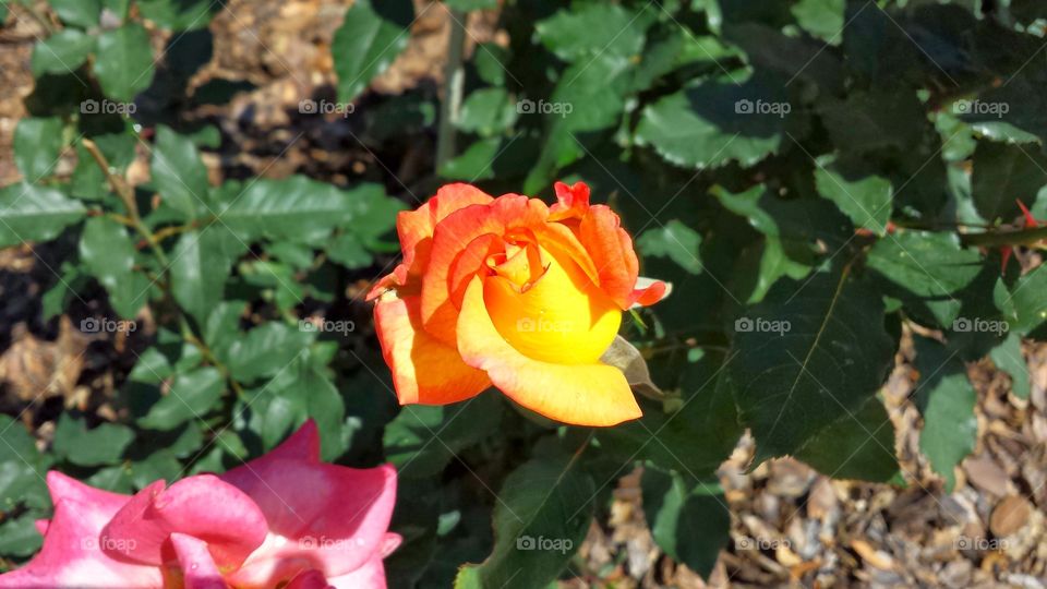 Rose. Rose in bloom