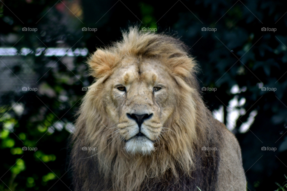 nature wildlife lion kenya by kevsrich