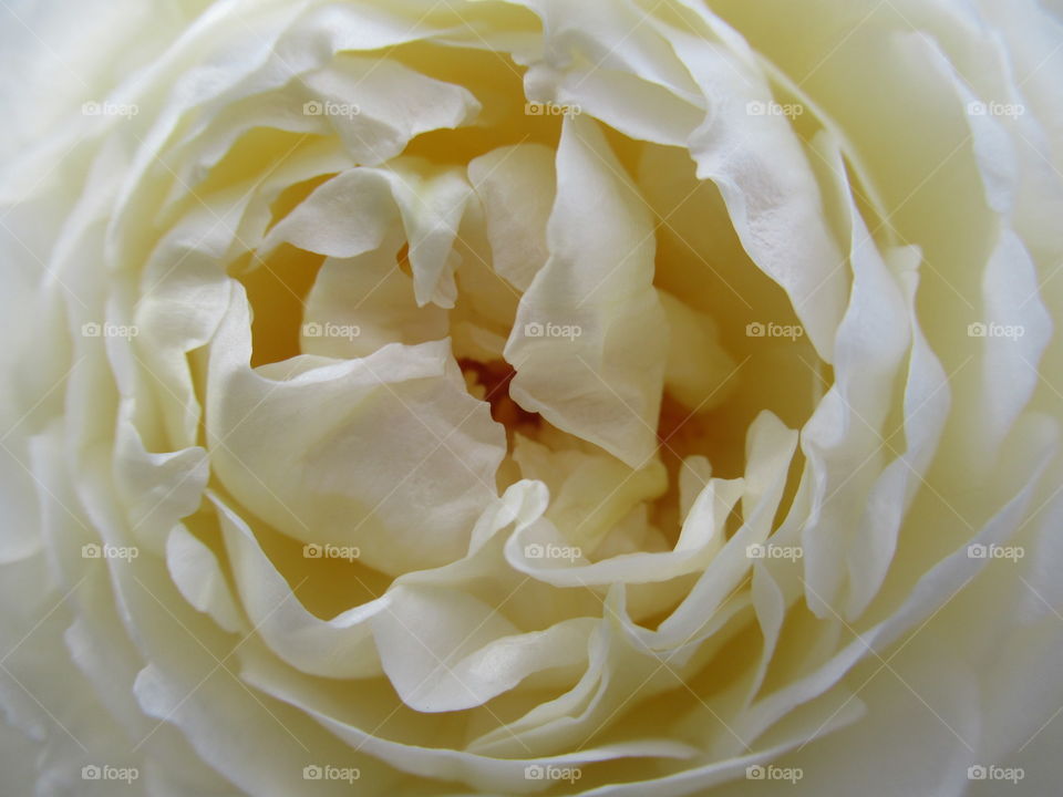 closeup of a beautiful cream rose