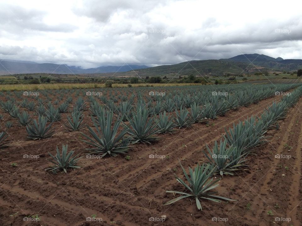 Mexico agave maguey cactus crop field