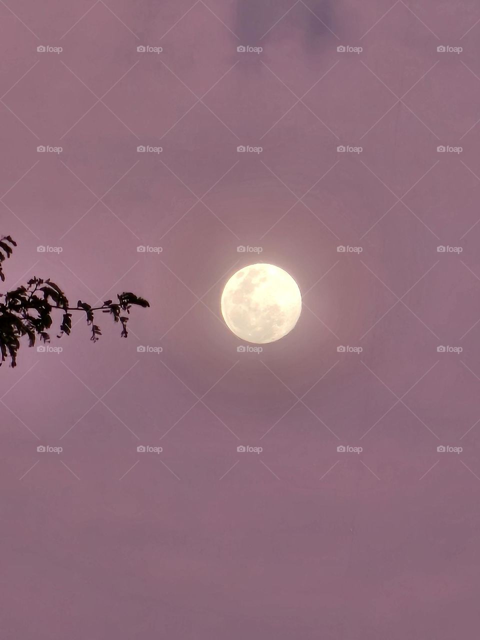 The moon and pink sky