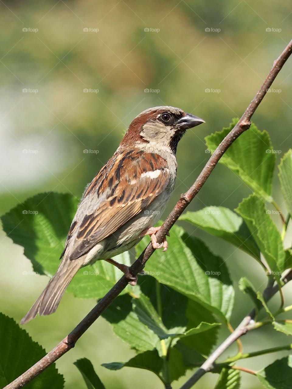 Sparrow