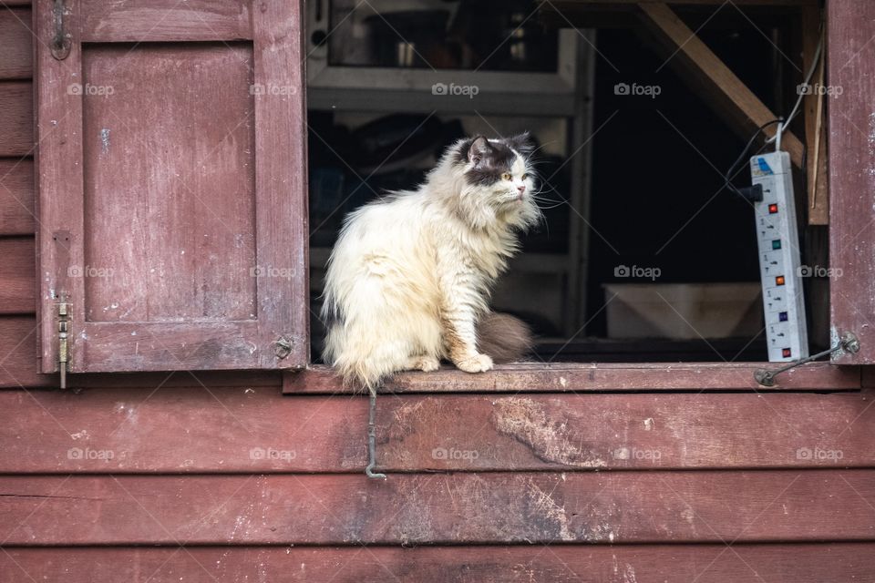 She is a Foxy cat.