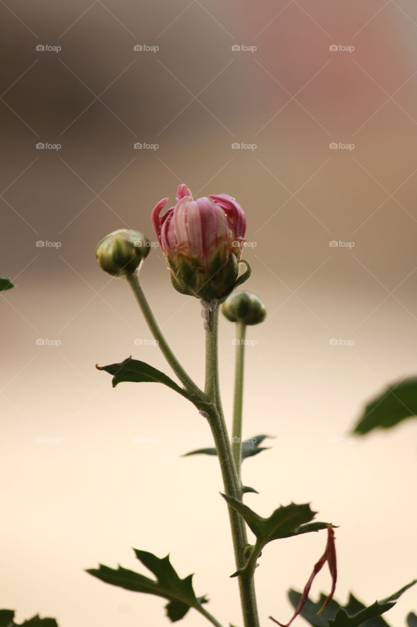 Portrait of a plant Blooming a little flower