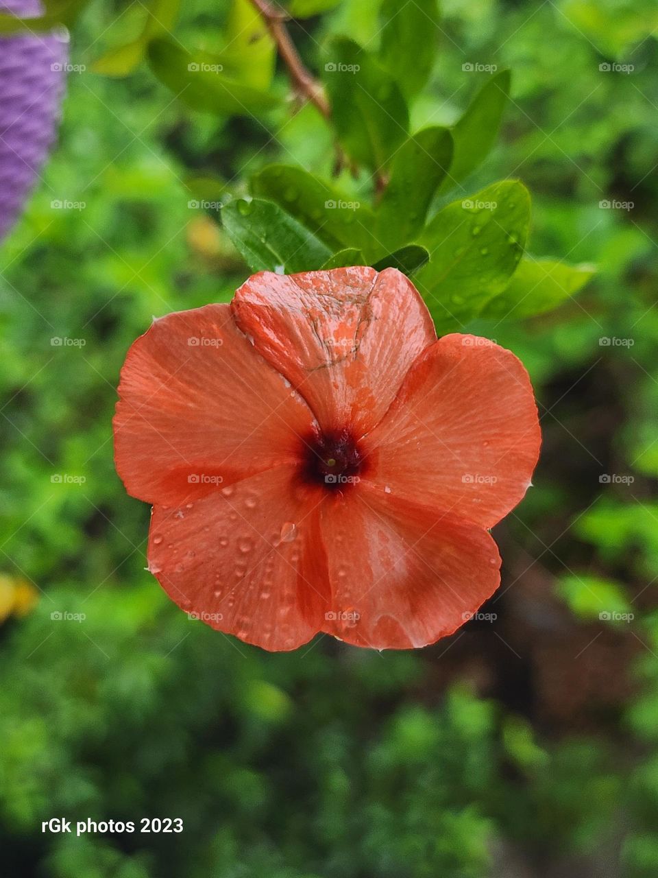 Rain drenched peach vinca