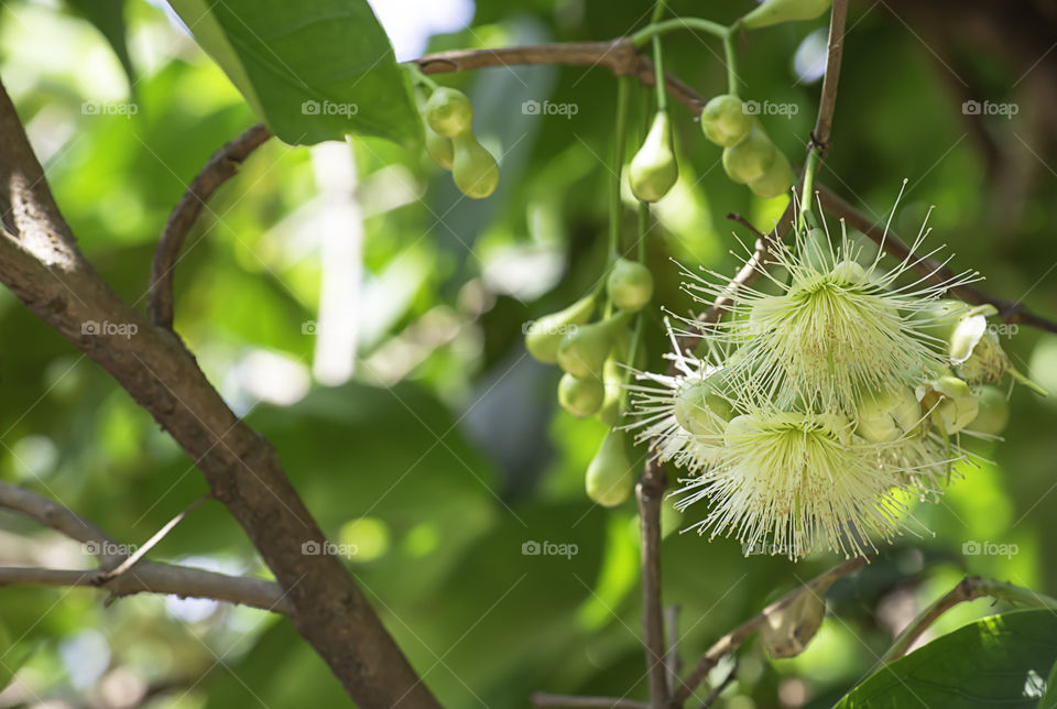 White flowers of the Rose apple on the tree in garden.