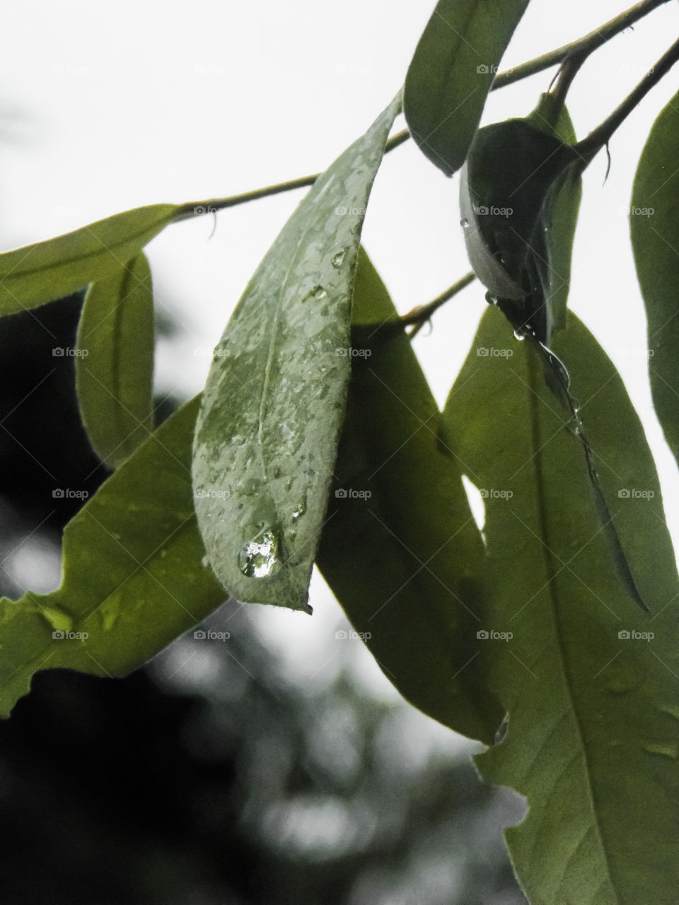 Seed and a raindrop