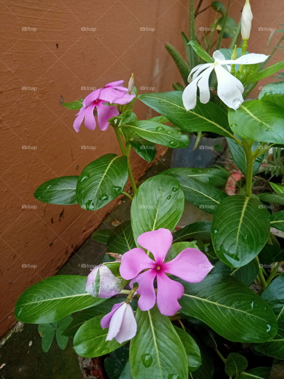 Flower plants in my terrace garden