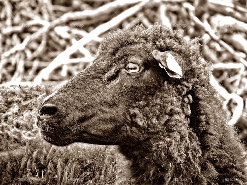 Sheep in Gladsaxe, Denmark. 