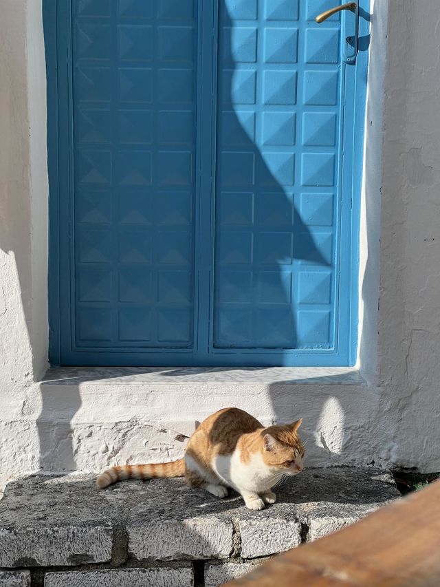Cat on a white Greek stairs and blue door