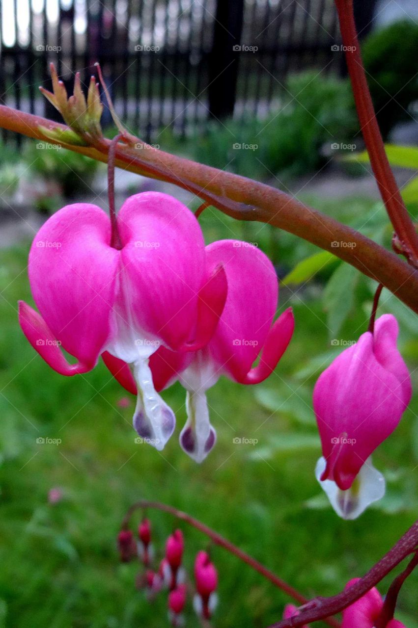 Lamprocapnos (bleeding heart) (Asian bleeding-heart)