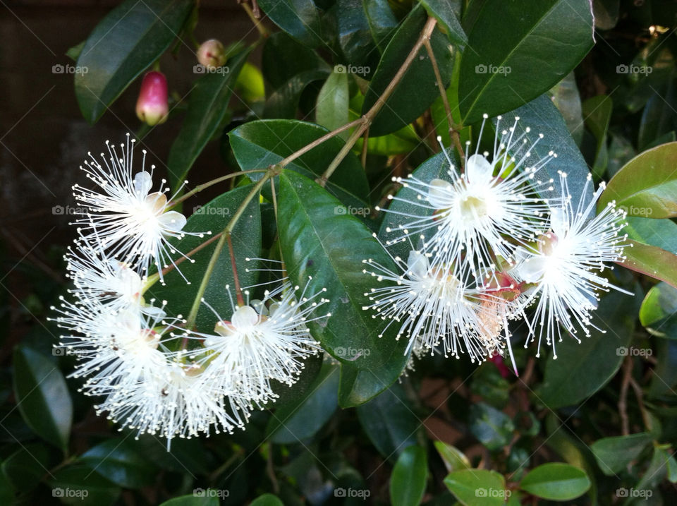 hedge white flowers green leaves red fruit by kenglund