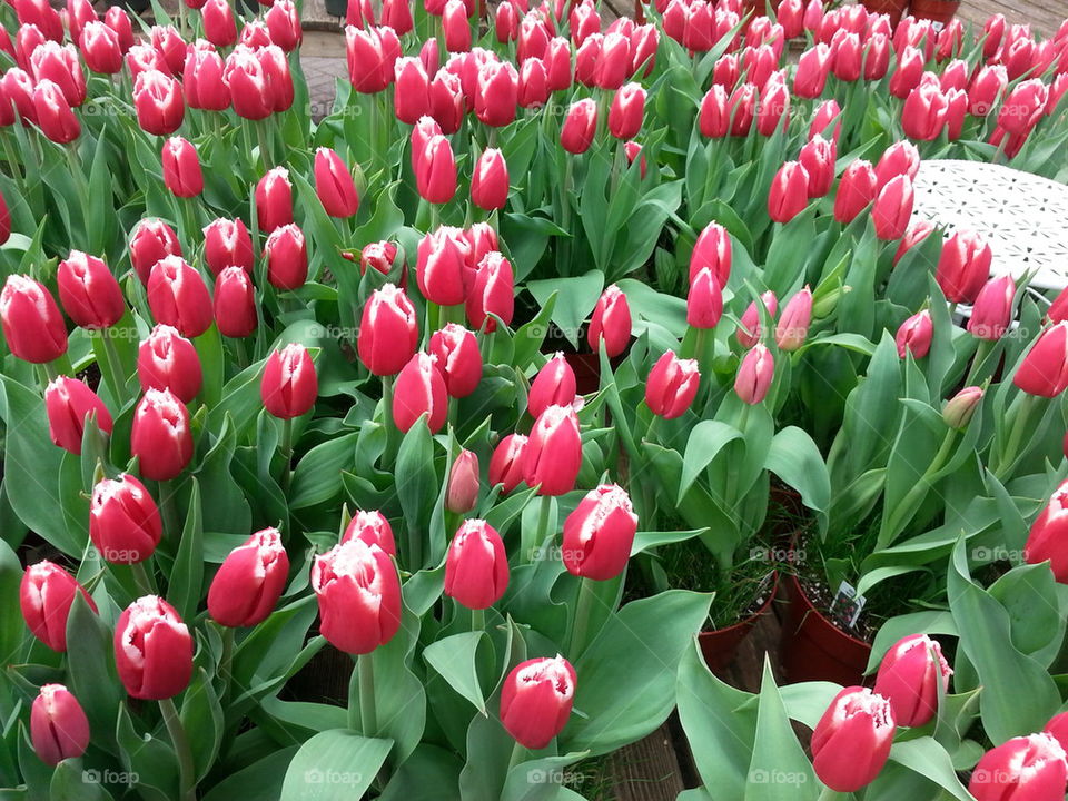 too many tulips
