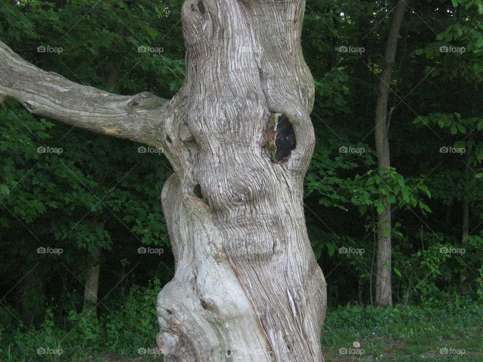 Tree with a Personality