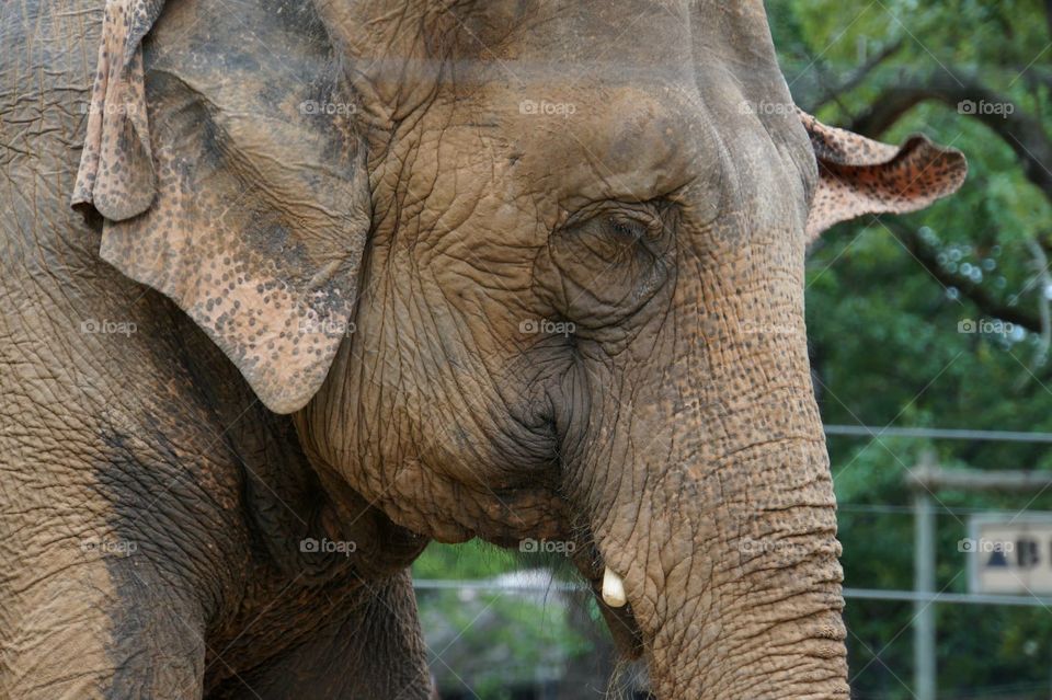 Elephant . Close up