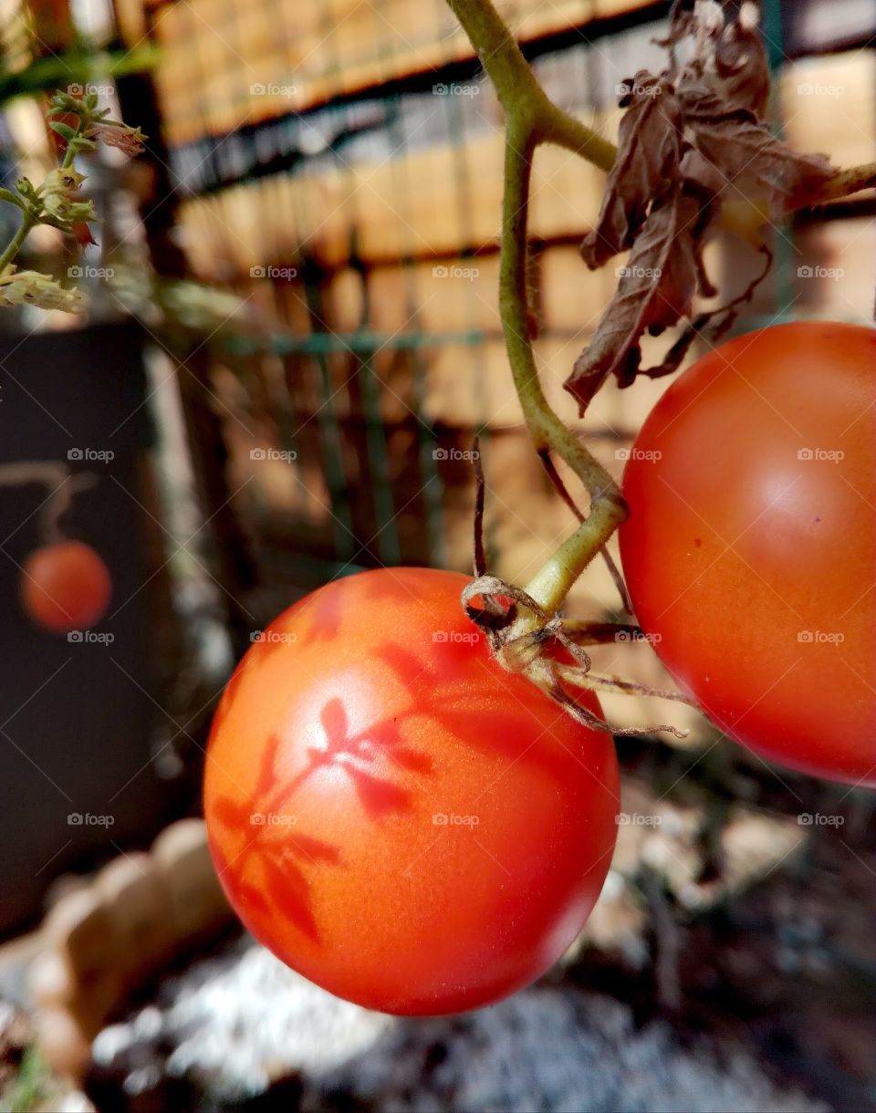 tomatoes  tomates