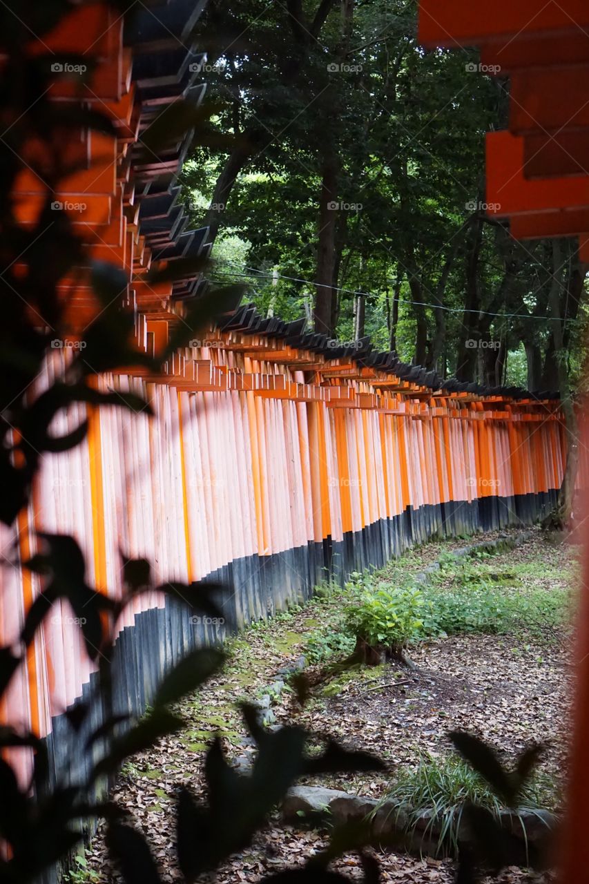 Following the path of the Shinto gates