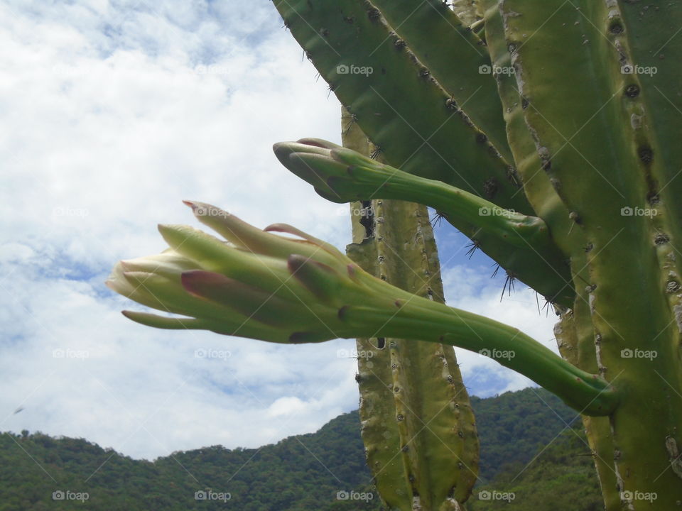 PLANT BUTTONS CACTUS FLOWERS