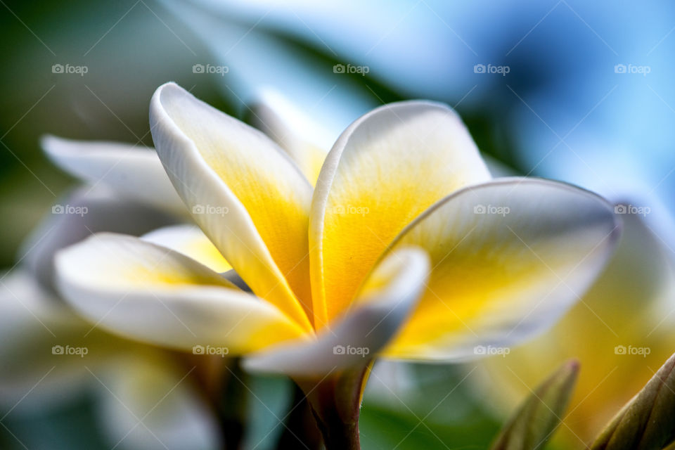 Flower Plumeria in bloom