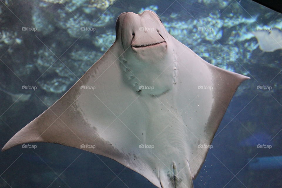 Grey Cool Happy Stingray from the Omaha Henry Doorly Zoo of America