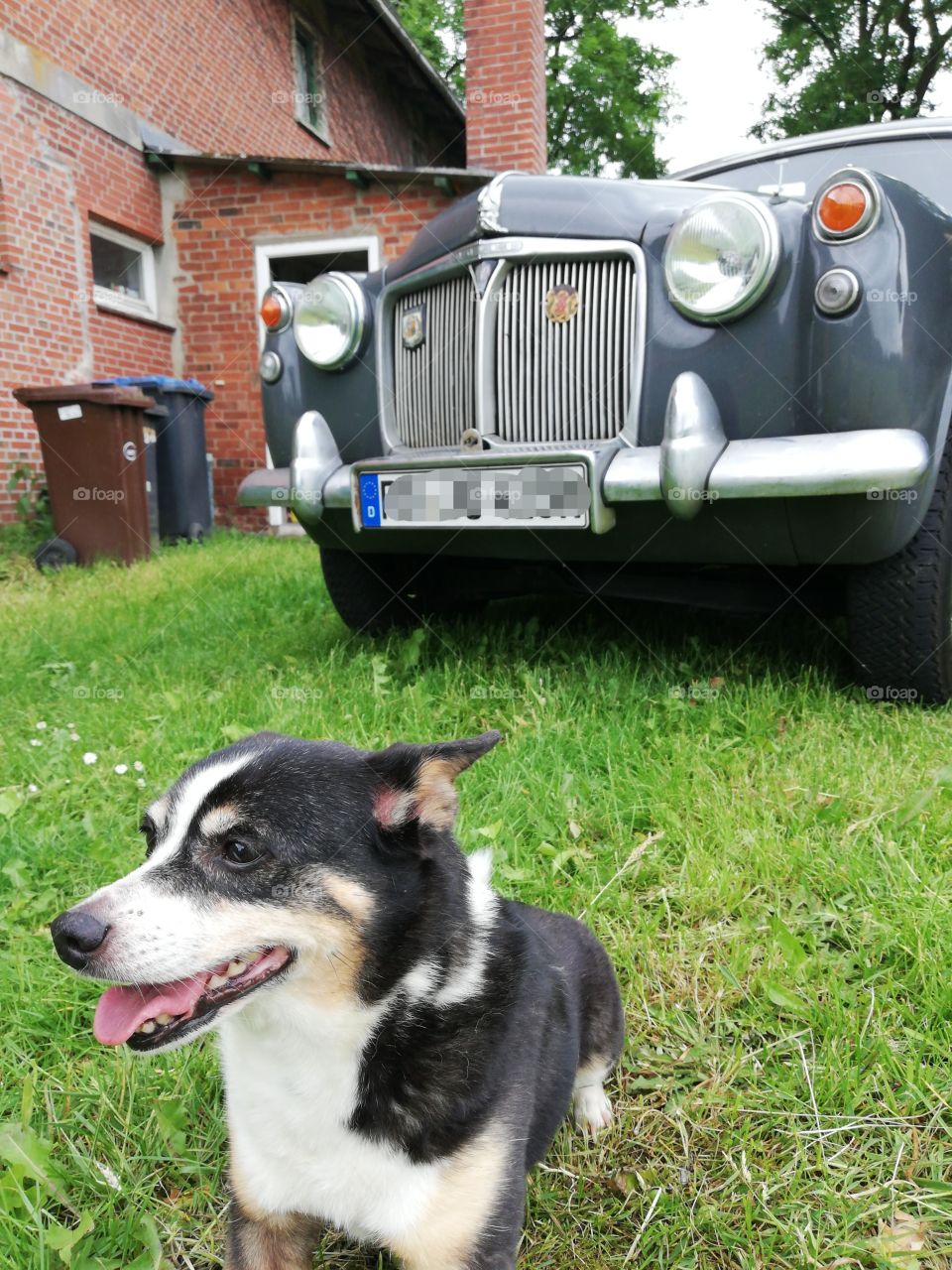 Small black and white dog in front of an oldtimer car