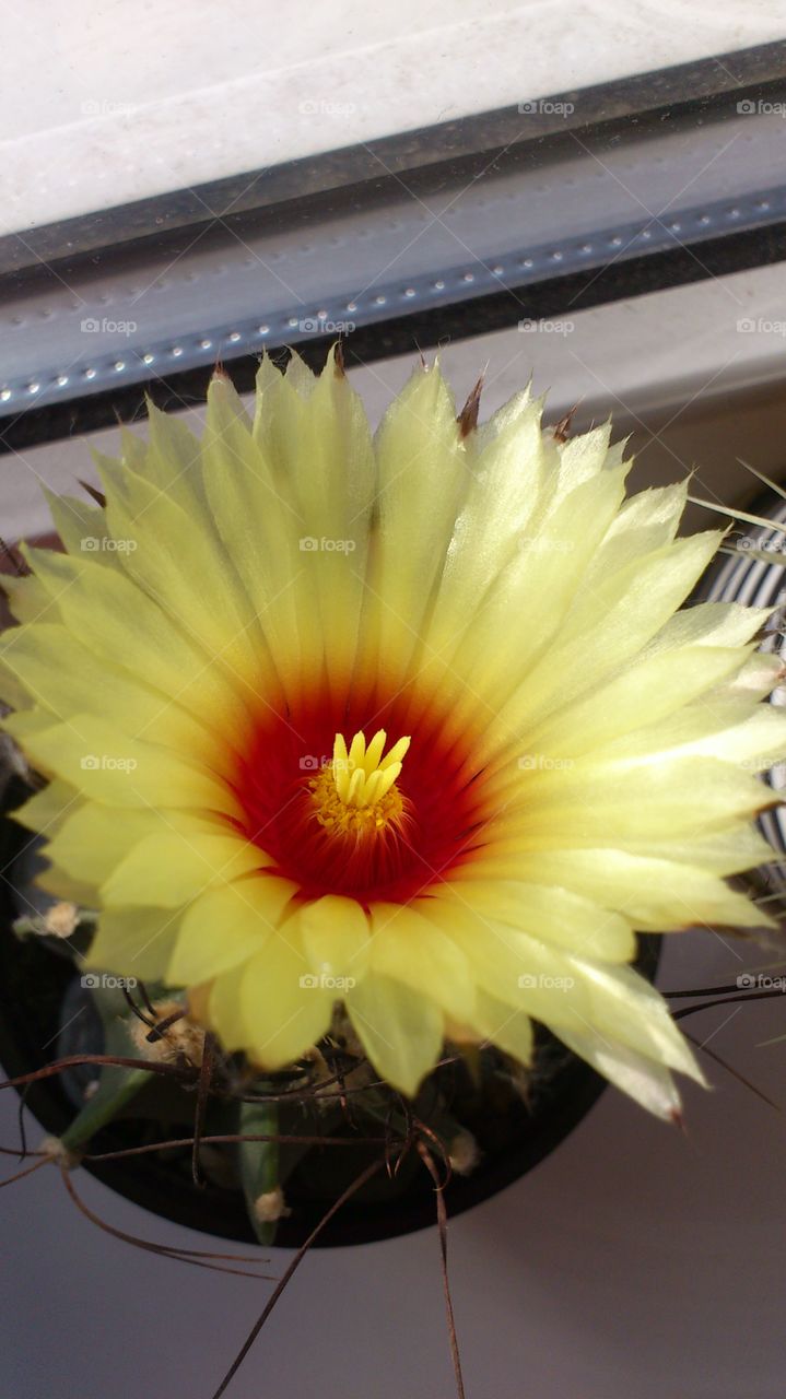 a cactus bloomed on the window