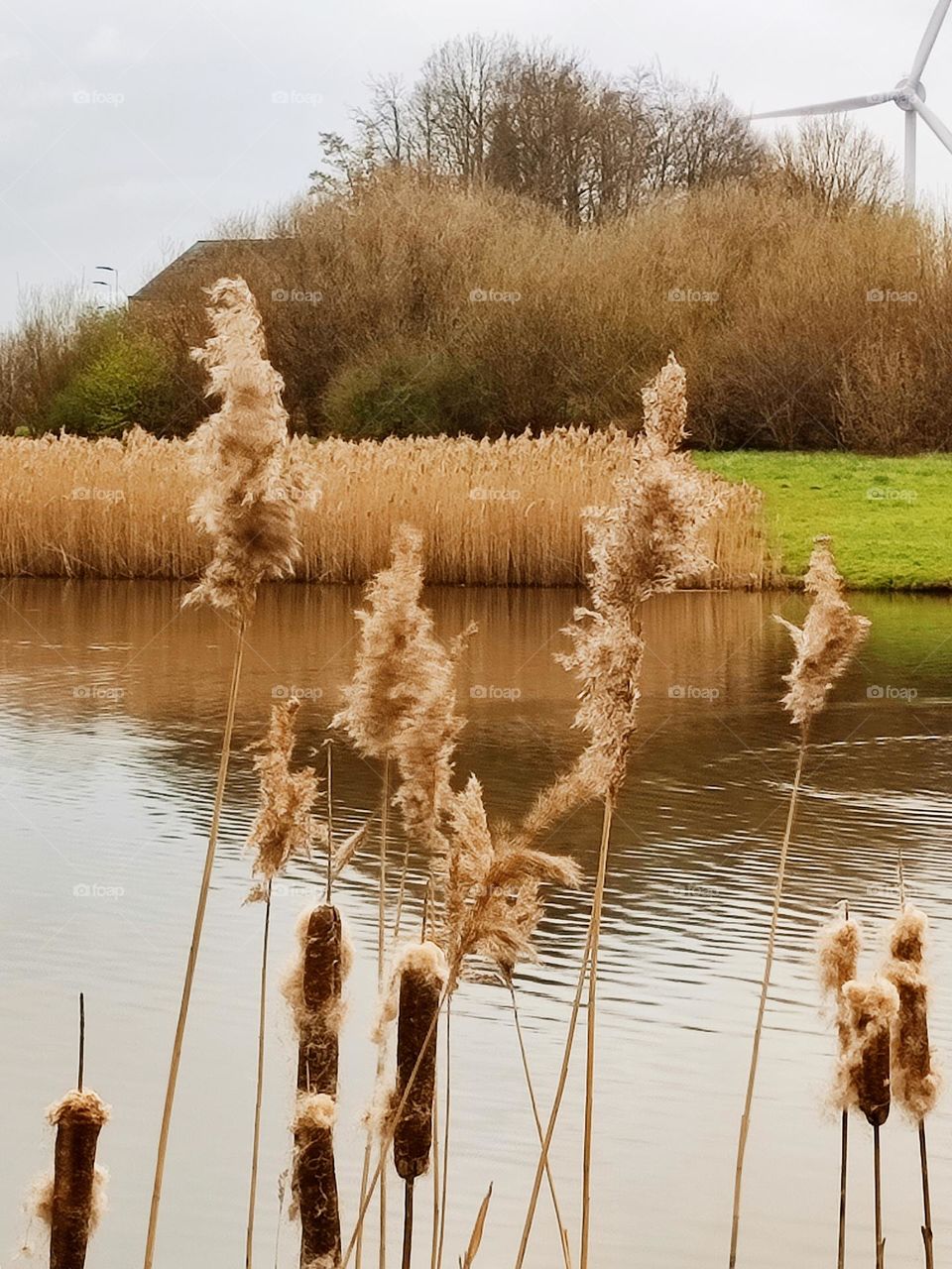 new canal, Hainaut, concrete ,  reeds, water, lake, pond