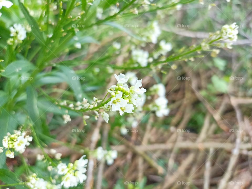 Horseradish (Armoracia rusticana, syn. Cochlearia armoracia) is a perennial plant of the family Brassicaceae