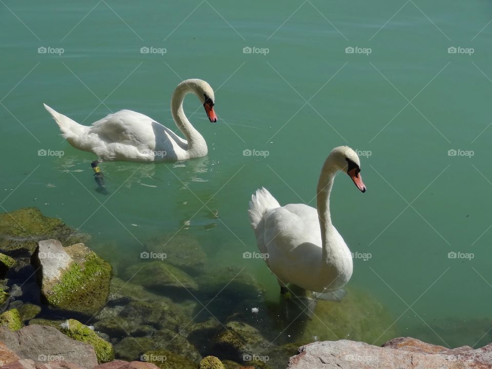 Close-up of swans swimming on lake