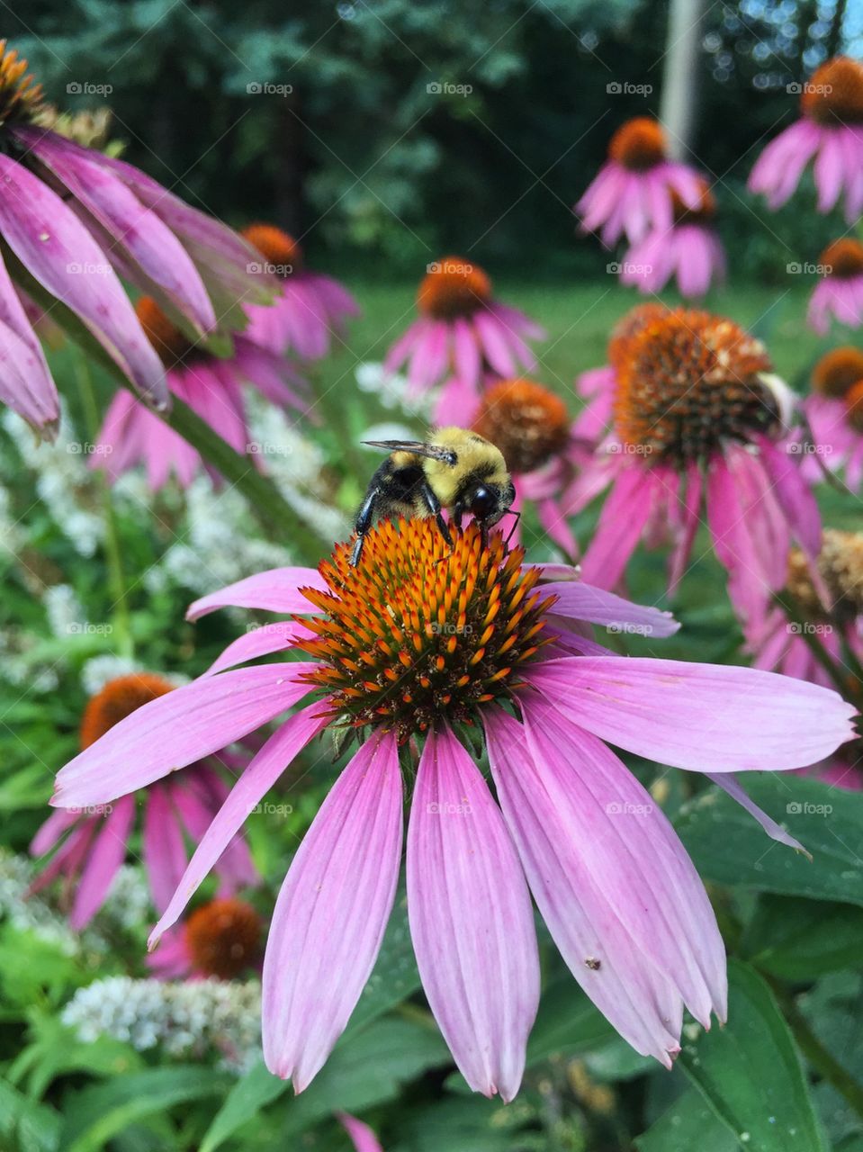 Bee pollinating on flower