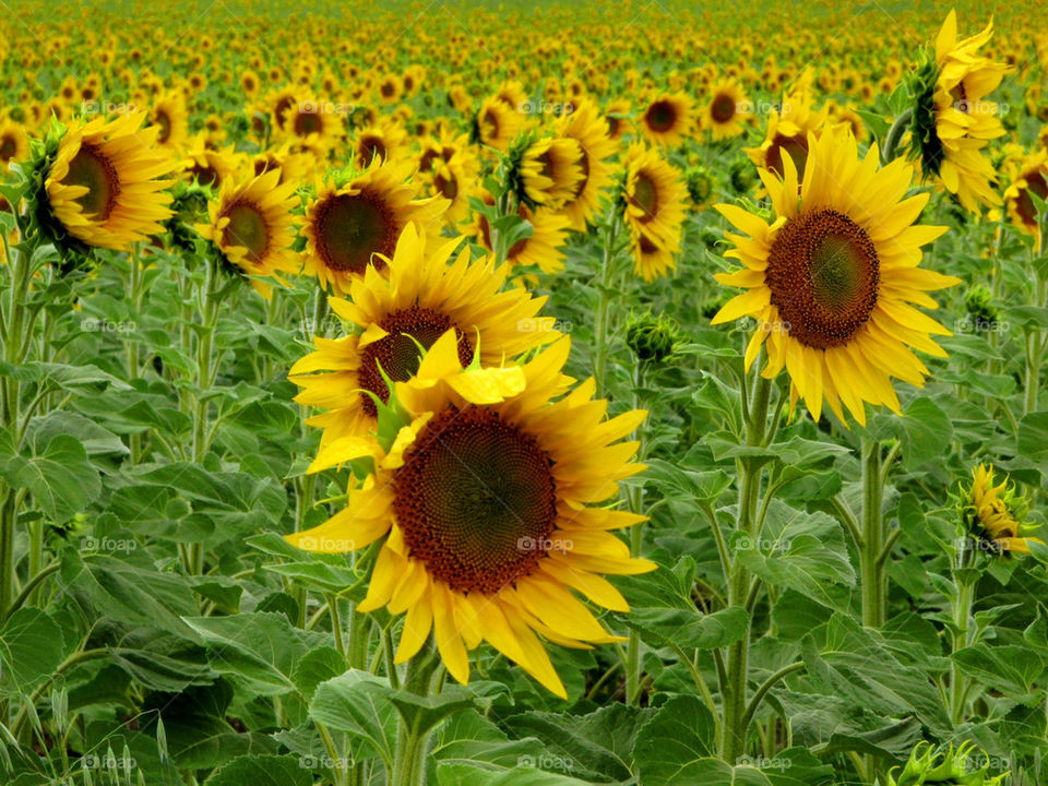 field france sunflowers provence by urbanart