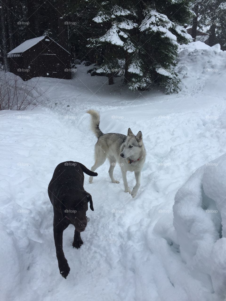 Snow Canines