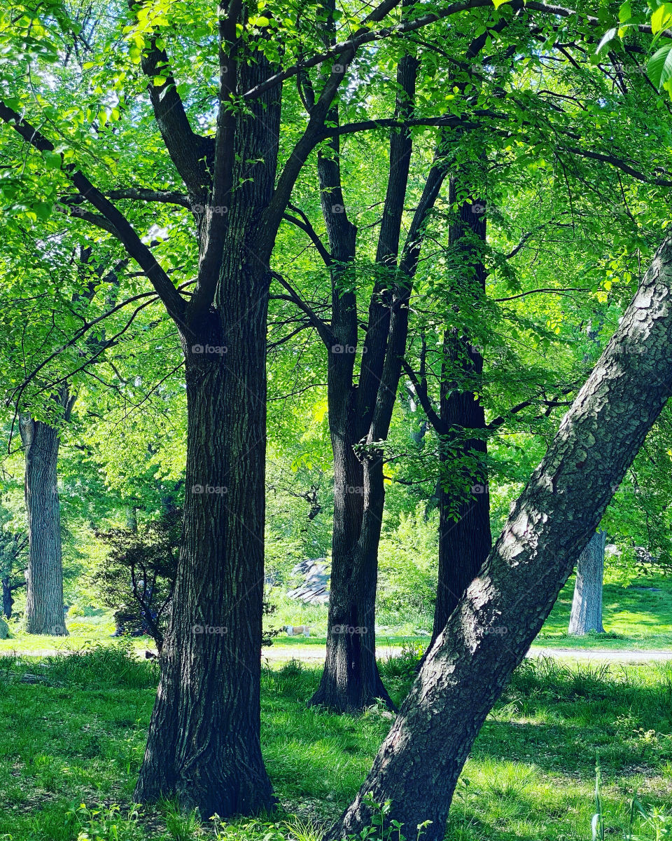 Small trunk of the trees. Trees in the park spring and summer. Green leaves in the park. 