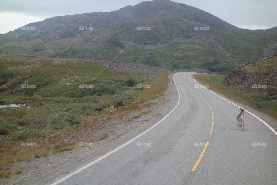 Reindeer on the road