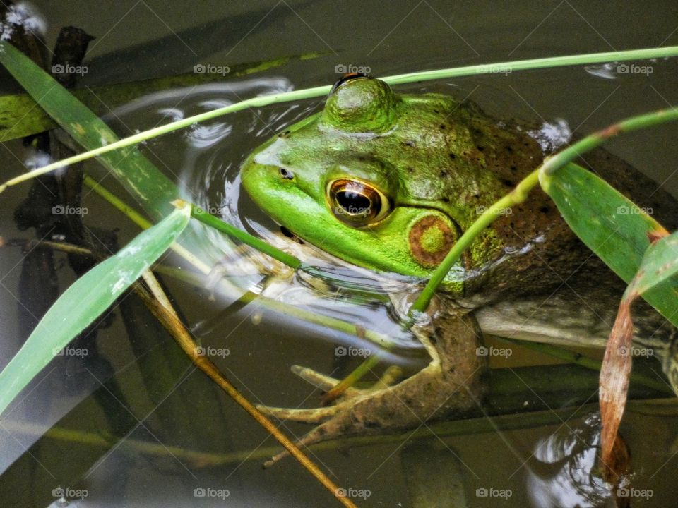 frog